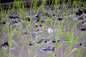 ミニ田んぼの田植え