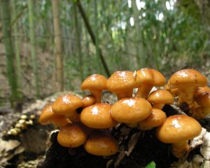 11月のうまいもん/秋のキノコ色々