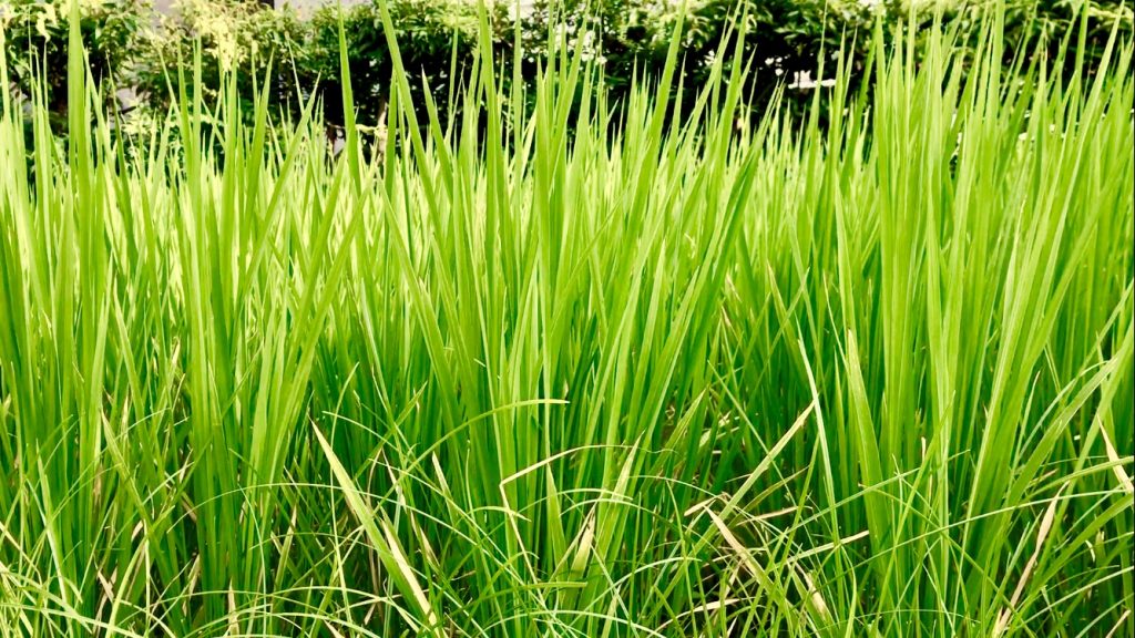 神戸酒心館はお盆期間中も休まず営業しております