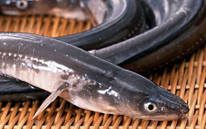 8月のうまいもん／穴子