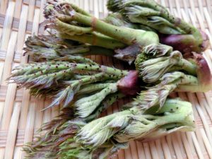 3月のうまいもん／山菜