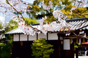 桜が満開に