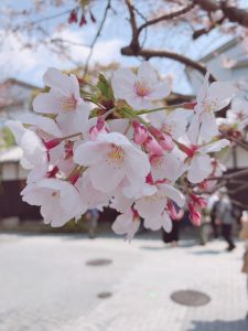 桜が満開となりました！