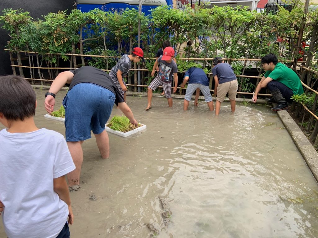 ミニ田んぼの田植え