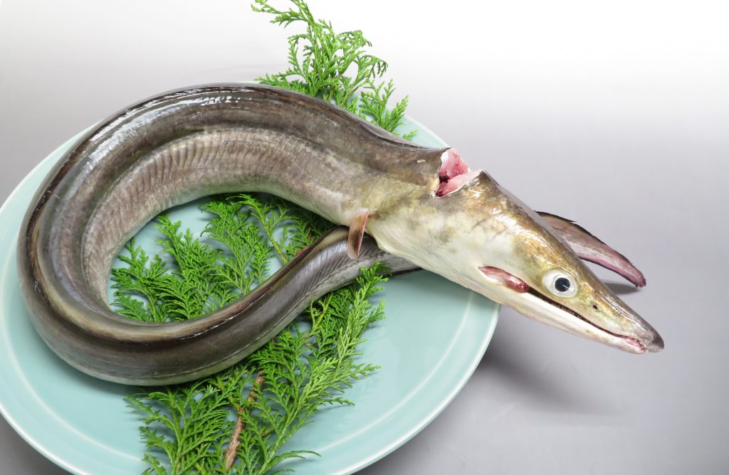 8月のうまいもん／淡路島の鱧