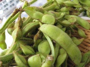 丹波黒枝豆01a