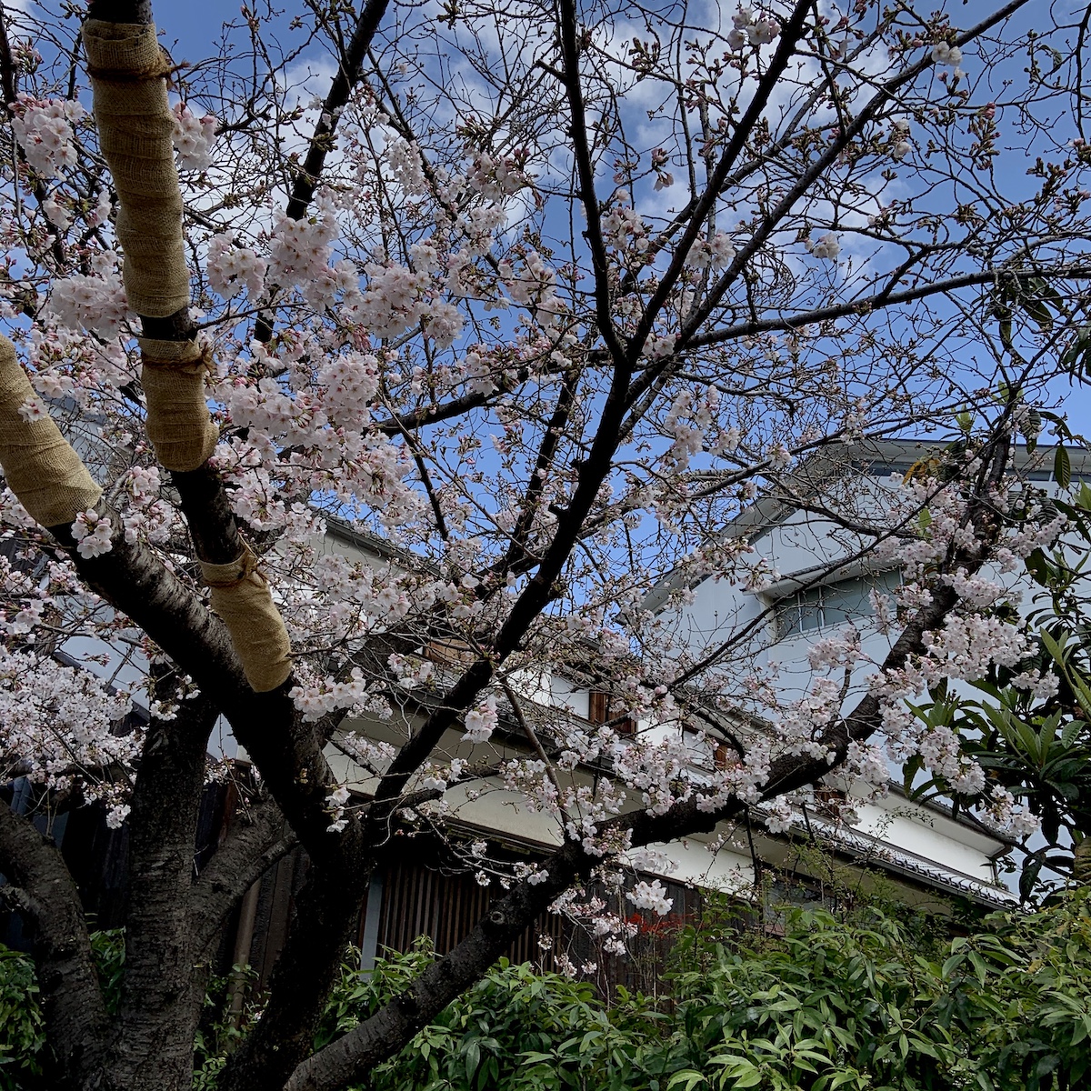 神戸酒心館の桜が咲き始めています