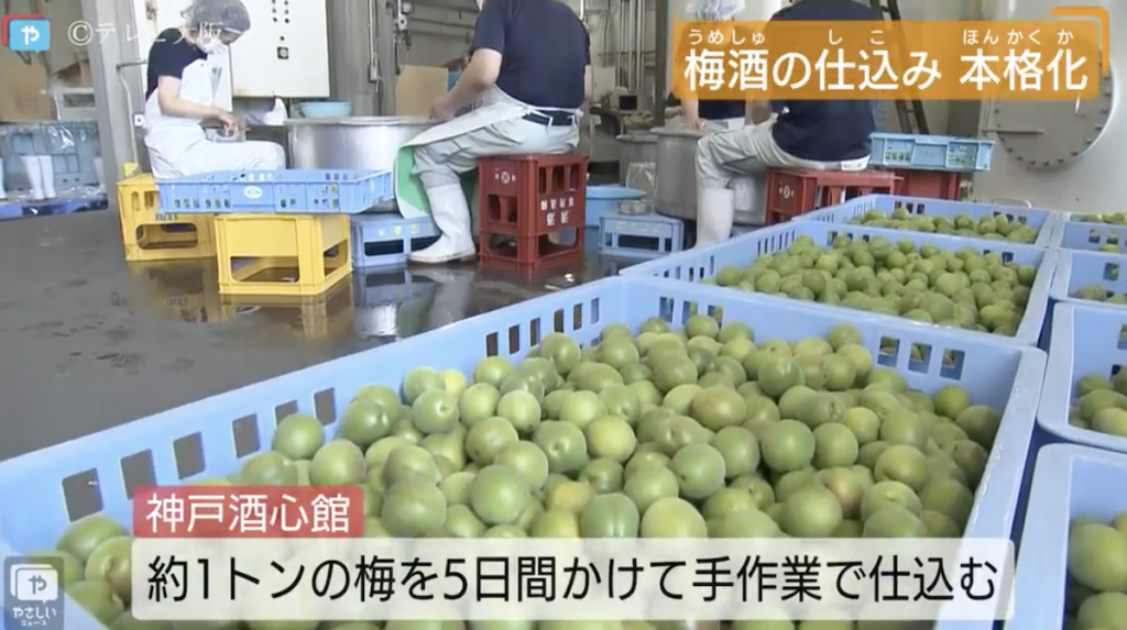 梅酒の仕込みが始まりました