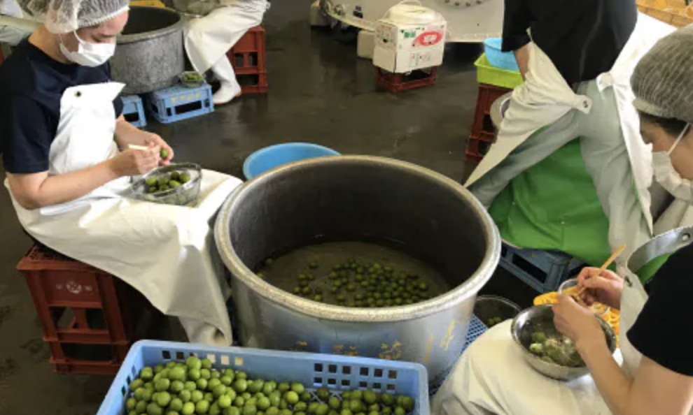 「梅酒の仕込み」日本経済新聞社で紹介されました