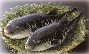 12月のうまいもん／淡路島三年とらふぐ