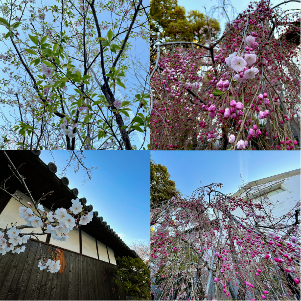 神戸酒心館の桜が見頃をむかえています