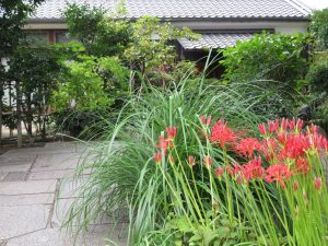 09_ヒガンバナ01g