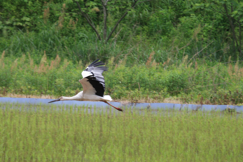 060818コウノトリ画像㈬