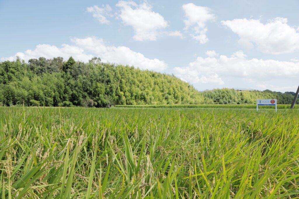 『兵庫の酒米「山田錦」生産システム』が日本農業遺産に認定されました