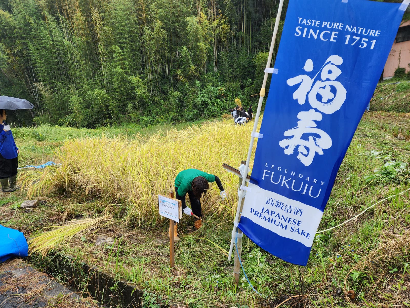 大沢で稲刈りを行いました（2025.10.5）