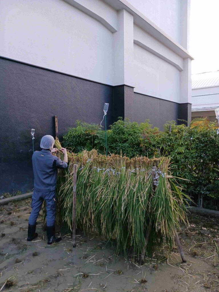 ミニ田んぼで酒米「山田錦」の稲刈りを行いました（2025）