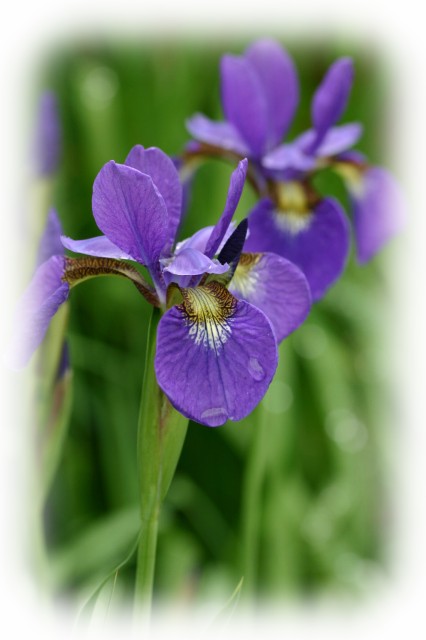 （5/3~5/5）　菖蒲酒をお楽しみください