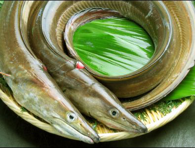 7月のうまいもん／淡路島由良漁港の鱧(はも)