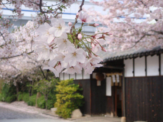 2014sakura.jpg