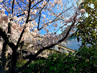 神戸酒心館の桜が見頃となりました！