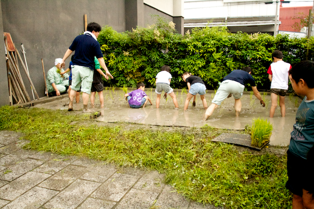 ミニ田んぼで子供達による田植えが行われました