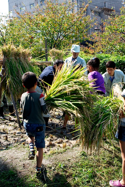 ミニ田圃の稲刈りが無事終わりました