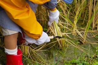 ミニ田圃の収穫完了です！