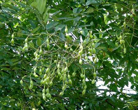 2月13日「カイ」の木を植樹致しました