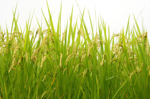 稲刈りイベントのお知らせ＜終了しました＞