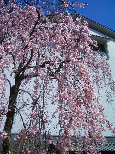 酒心館でお花見をどうぞ＜3月下旬ごろより＞