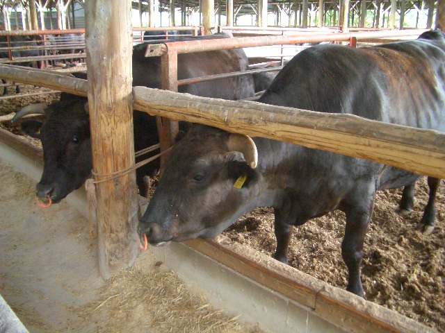 但馬牛と秋あがりの酒を楽しむ会（10/3）＜終了しました＞